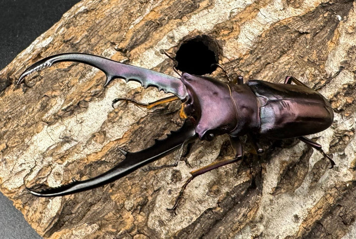 【美麗】《メタリフェルホソアカ 69mm ペア》わたくわ氏ブリード個体