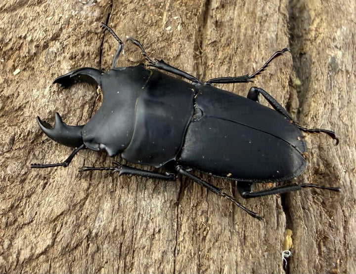 【WF3】《メタドルクス ロトゥンダトゥス 20.5mm ペア》