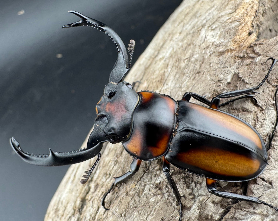 【WD】《スペキオススシカクワガタ 48mm ペア》