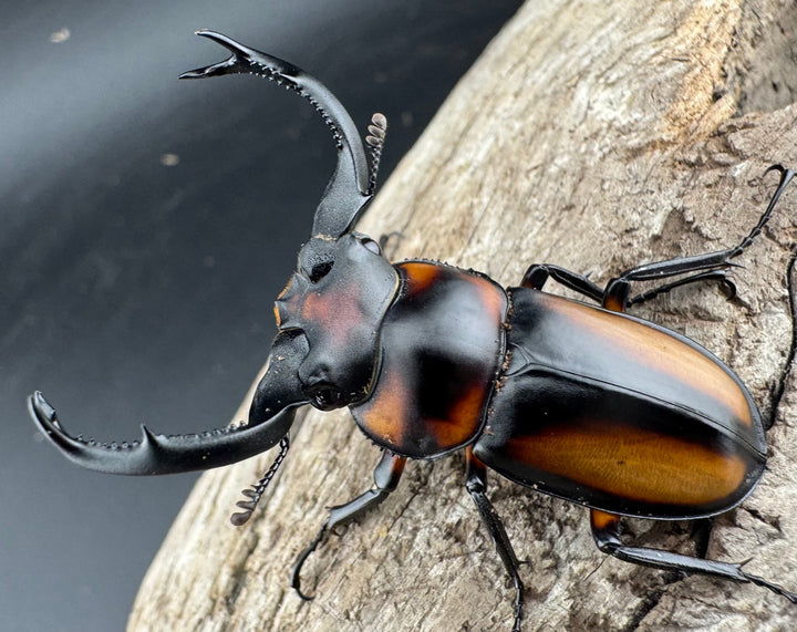 【WD】《スペキオススシカクワガタ 48mm ペア》