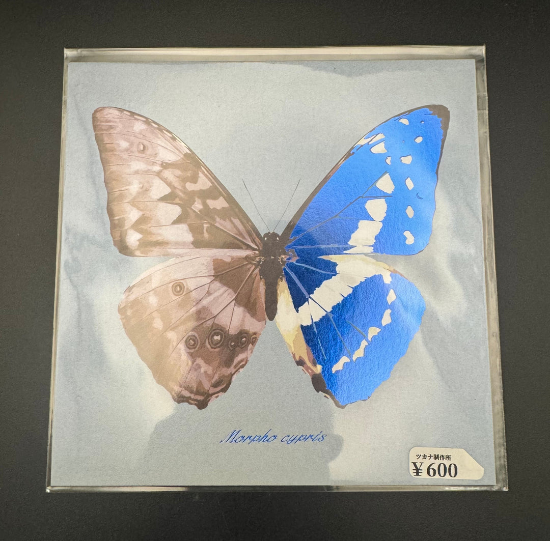 実寸大キプリスモルフォの腹背同体カード【※額無し】