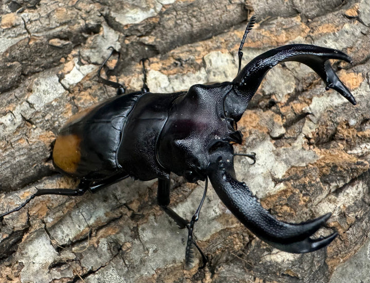 【WD】《セアカフタマタ（パリーフタマタ） 81mm ペア》