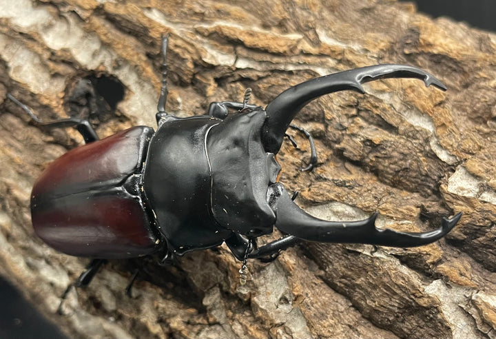 【WD】《雲南産ドンキエルコクワ原名亜種 76mm ♂単》