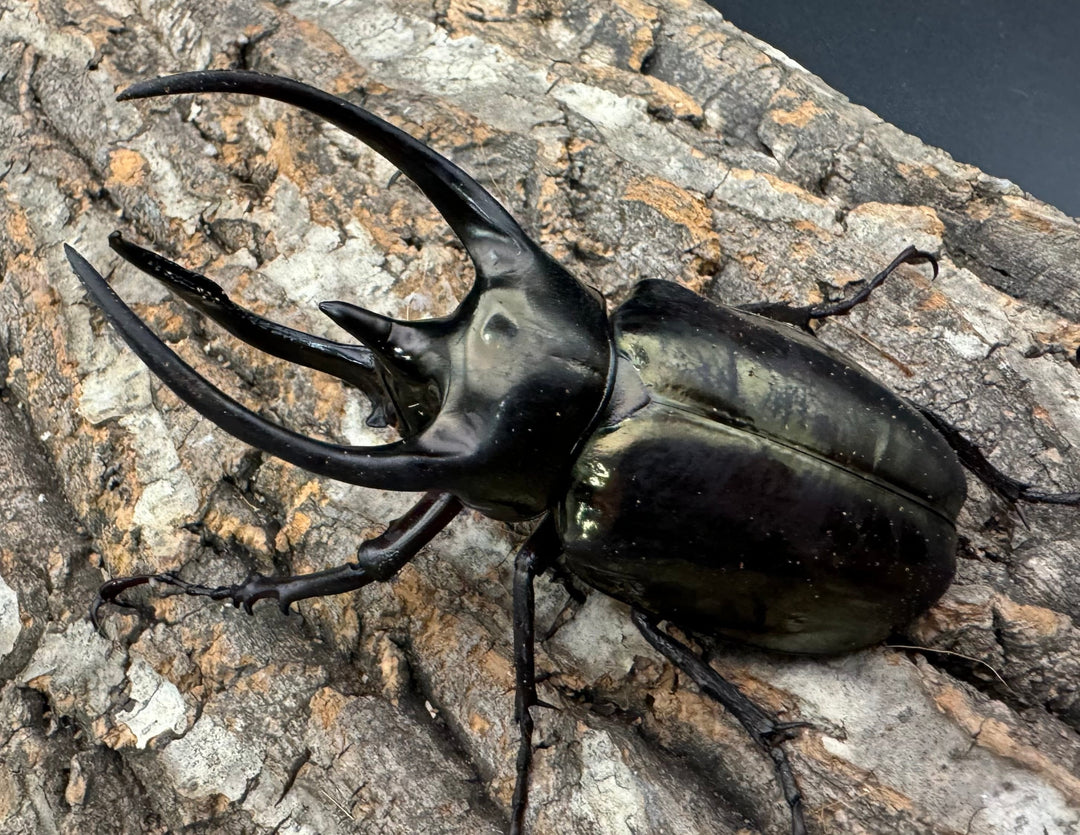 【WD】《ミンダナオアトラスオオカブト 91mm ペア》