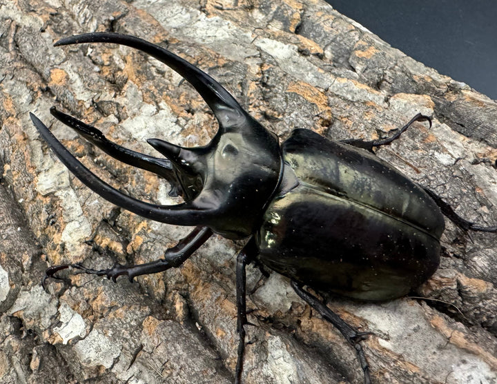 【WD】《ミンダナオアトラスオオカブト 91mm ペア》