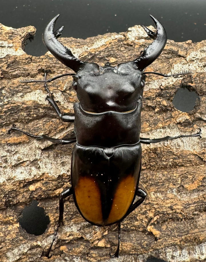 【WD】《セアカフタマタ（パリーフタマタ） 83.5mm A’品ペア》