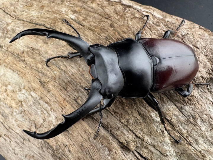 【WD】《ドンキエルコクワ原名亜種 チベット産 64mm ペア》