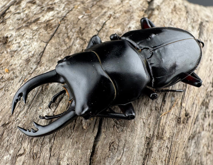 【WD】《アカアシクワガタ亜種miyamai 47mm ペア》