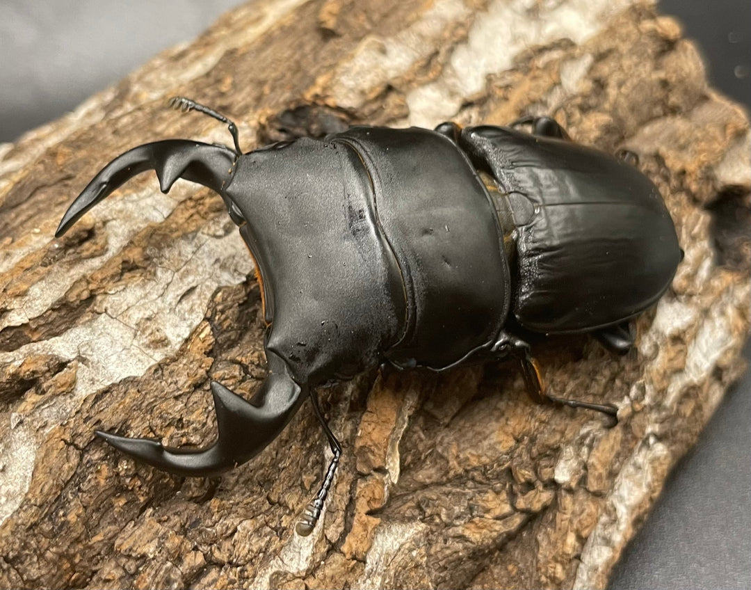 《インドグランディス亜種moriyai Garda95.0血統 75mm ペア》