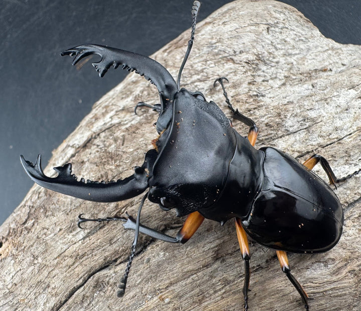 【WD】《インペリアリスツヤ亜種komorii リサル産 67.5mm ペア》