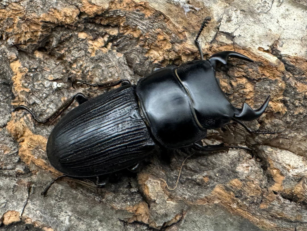 【WD】《ミンダナオパリーオオクワ 43mm ペア》