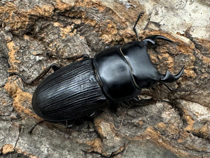 【WD】《ミンダナオパリーオオクワ 43mm ペア》