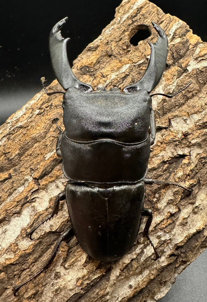 【WD】《西ペレンオオヒラタ 93.5mm ペア》