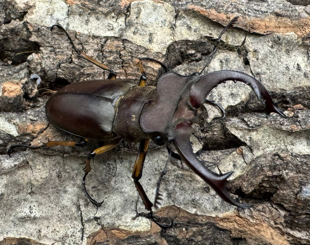 【WD】《フェアメイルミヤマクワガタ 46mm ♂♀♀トリオ》