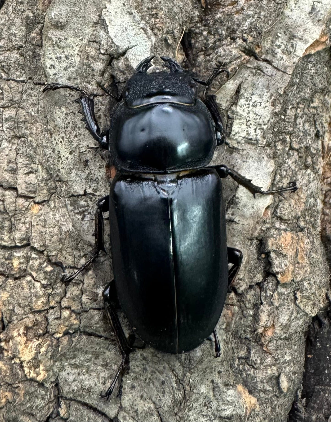 【WD】《ドルクスヤクシャ チベット産 38mm ♂♀♀トリオ》