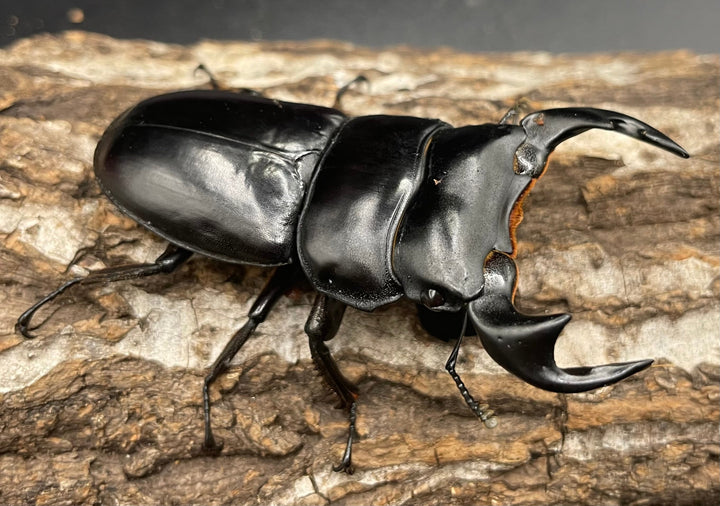 極太系《マレーアンタエウスオオクワ 70mm ペア》