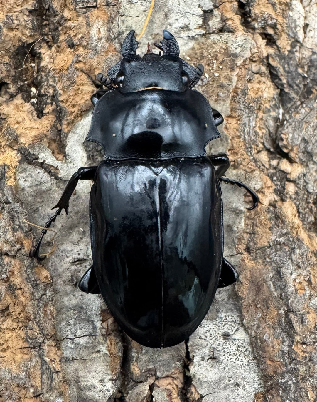 【WD】《ベリコサツヤクワガタ 86mm A’品ペア》