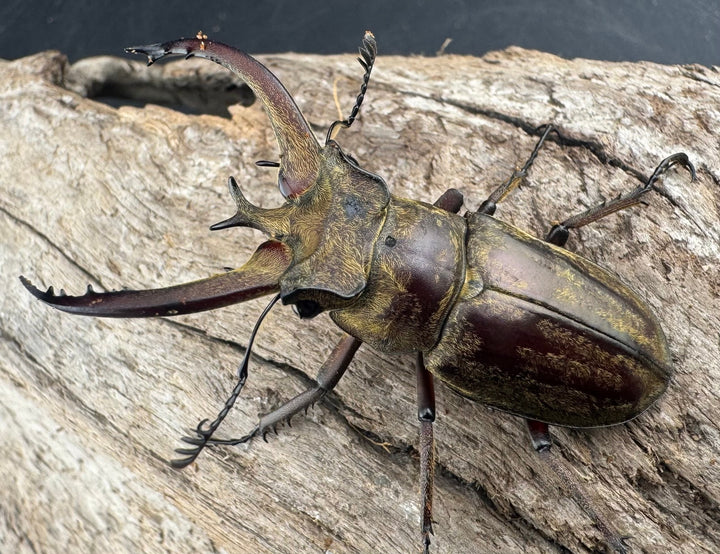 【WD】《ビクトリウスミヤマクワガタ 52.5mm B品ペア》