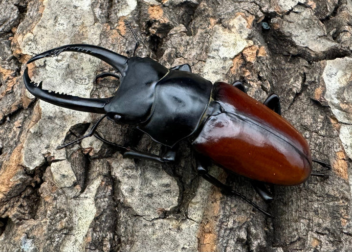 【WF2】《アローコクワ亜種リエン 68mm ペア》