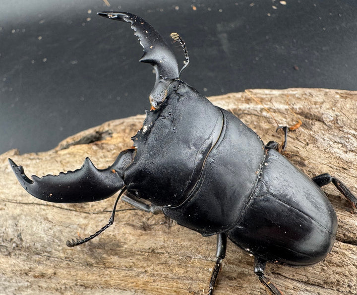 【WD】《スマトラオオヒラタ アチェ産 73mm ペア》