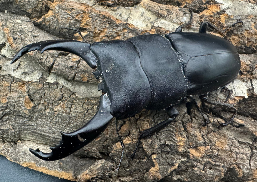 【WD】《北カマリネスヒラタ 86mm ♂単》