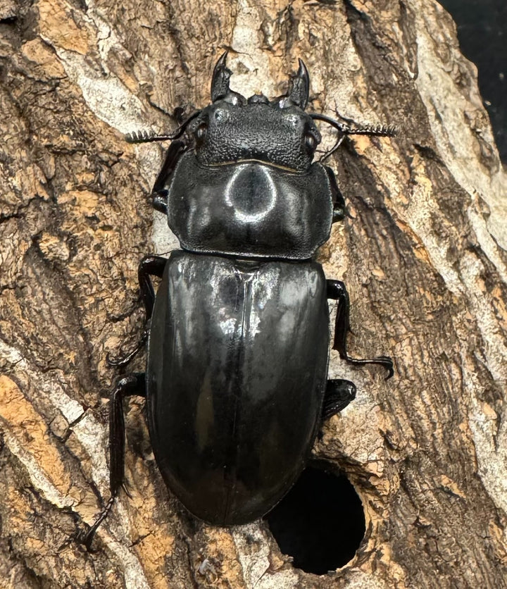 【WD】《マンディブラリスフタマタ 105mm ペア》