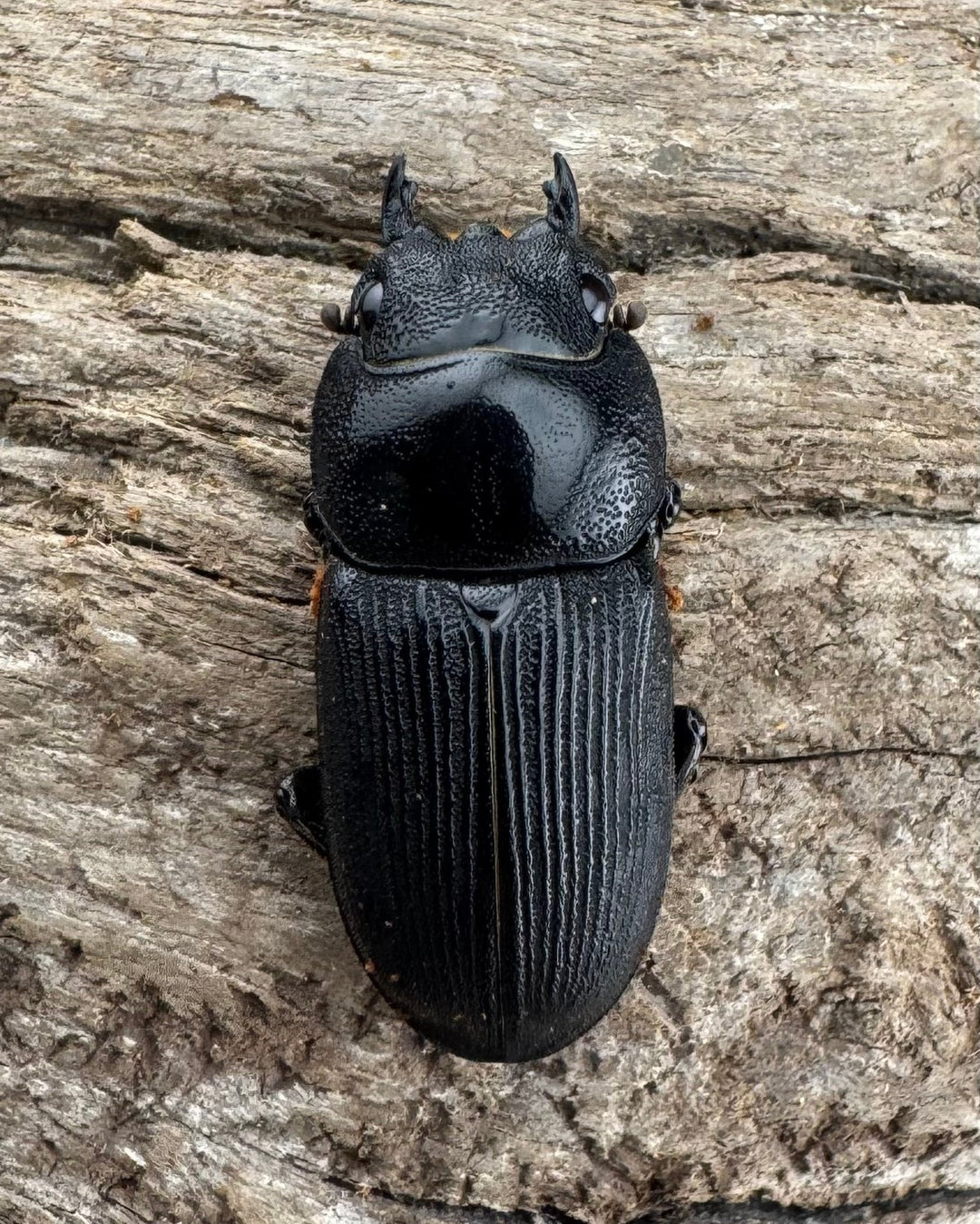 【WD】《ハンステインヒラタ原名亜種 45mm ペア》