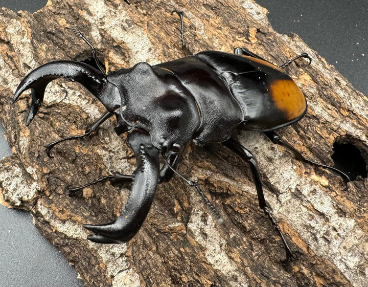 【WD】《セアカフタマタ（パリーフタマタ） 83.5mm A’品ペア》