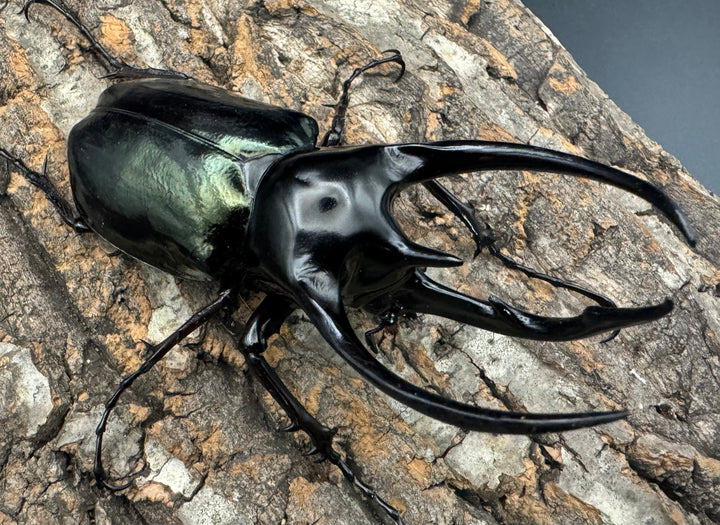 【WD】《ジャワコーカサスオオカブト 105mm ペア》