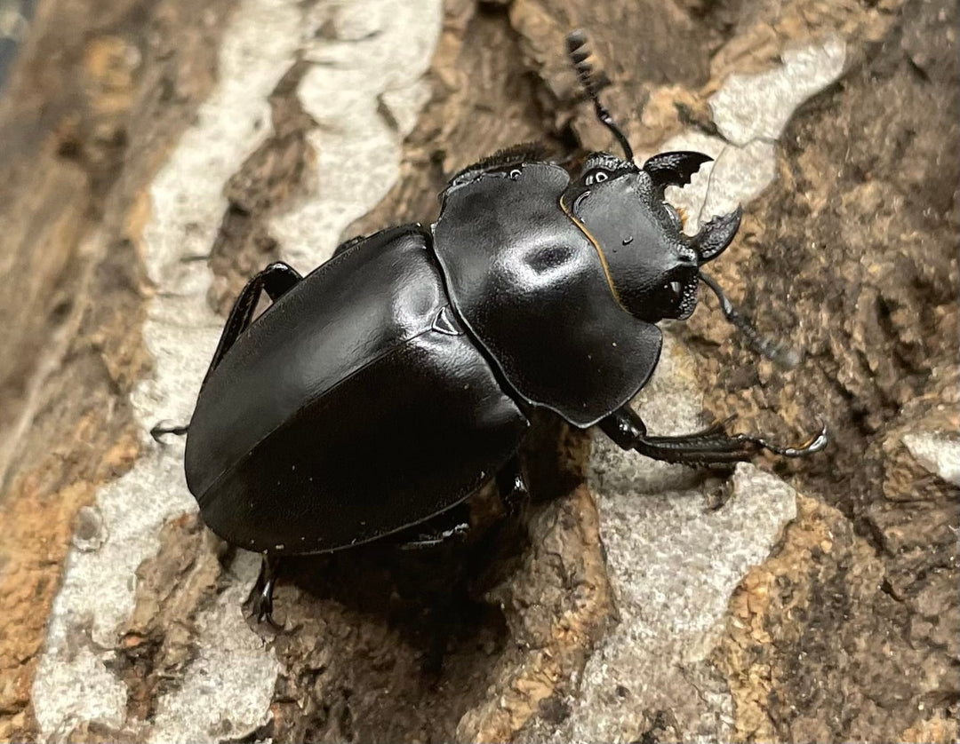 【WD】《プラティノータツヤクワガタ 37.5mmUP ペア》