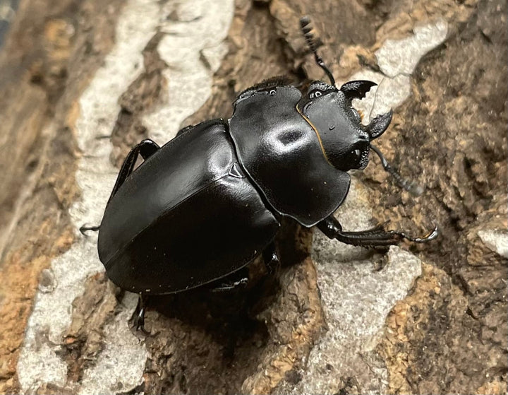 【WD】《プラティノータツヤクワガタ 37.5mmUP ペア》