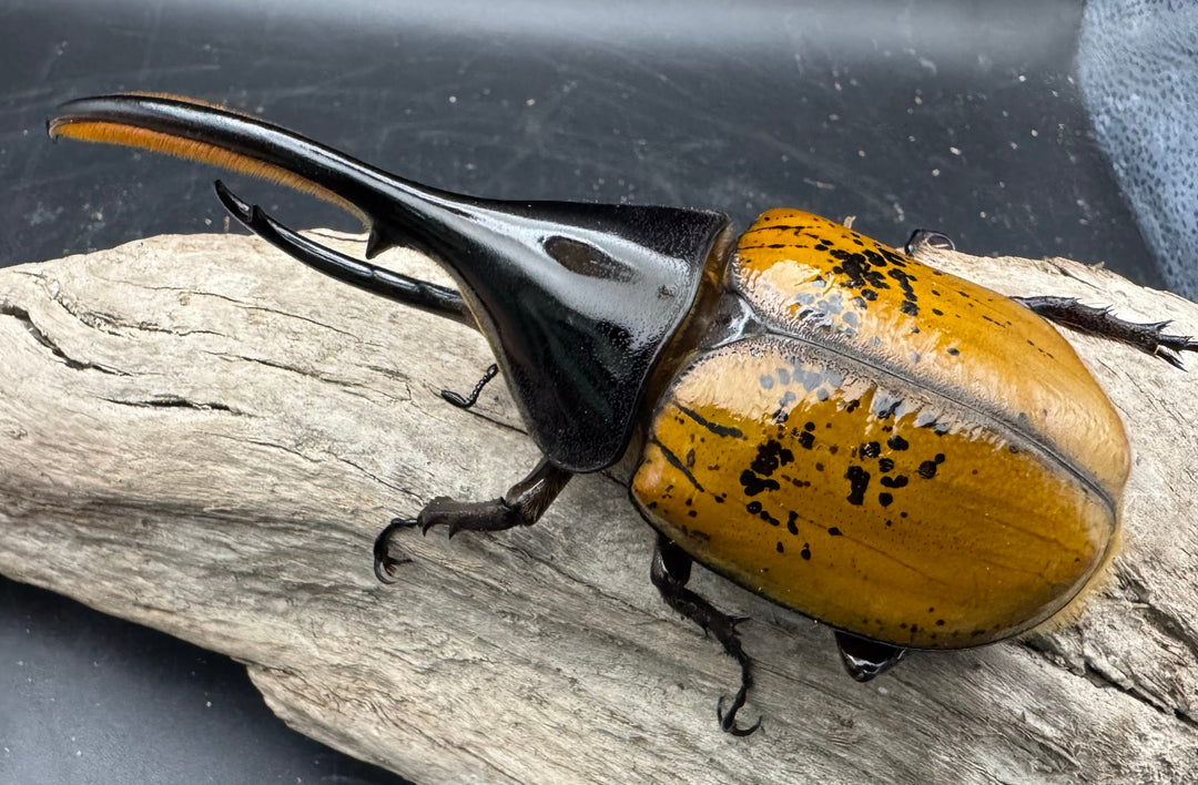 《 ヘラクレス・エクアトリアヌス 煌血統 128mm B品ペア》inohiro109氏ブリード個体