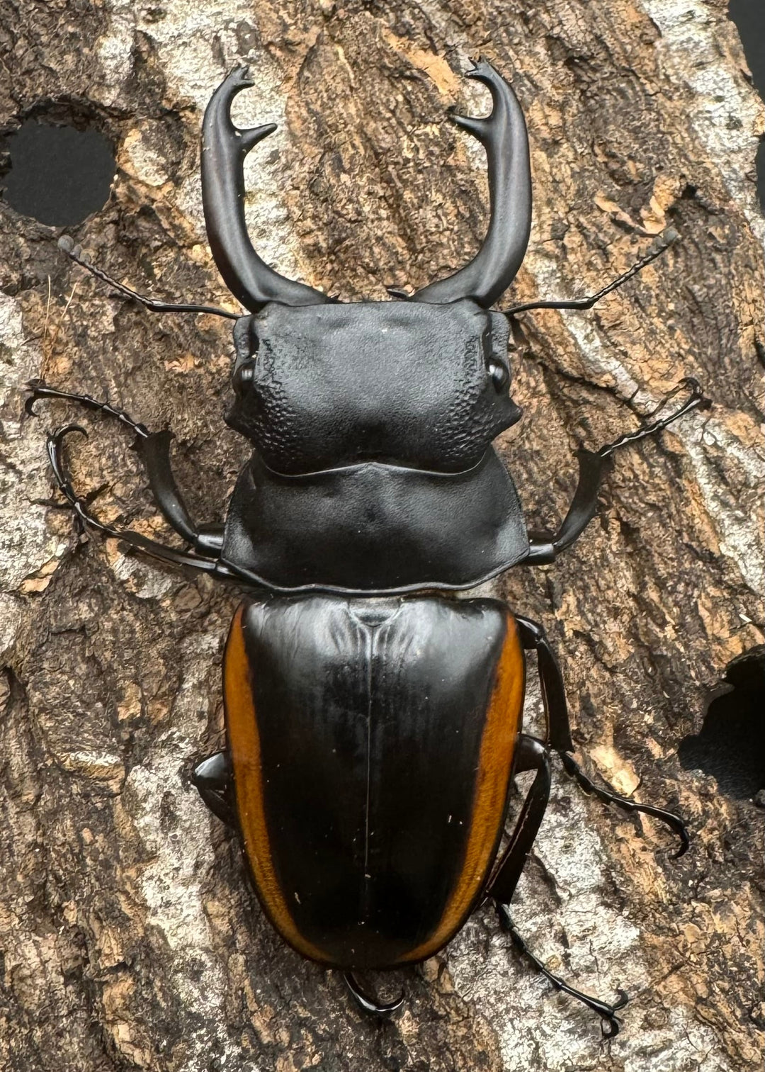 【WD】《スティーブンスツヤ亜種mamaesaensis 69mm ペア》