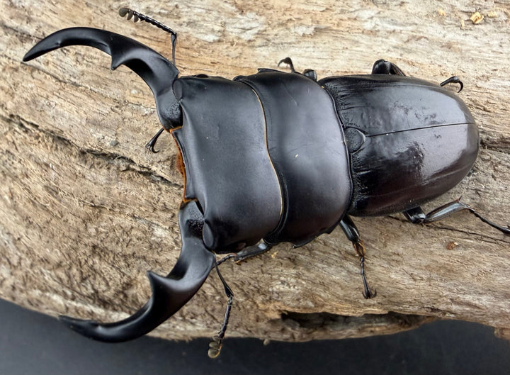 【WD】《ジャワパリーオオクワ 66mm A'品ペア》