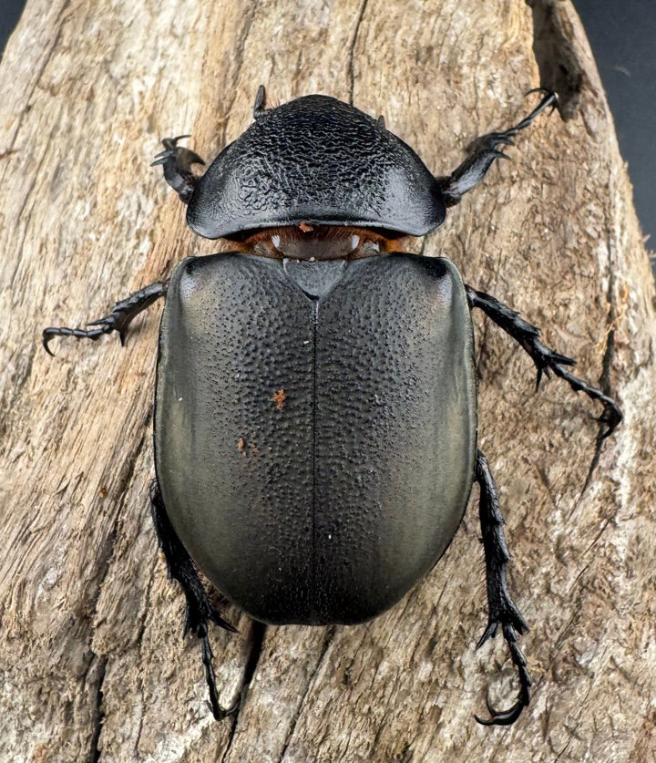 【WD】《アトラスオオカブト亜種マンテツ ラオス産 86mm ペア》