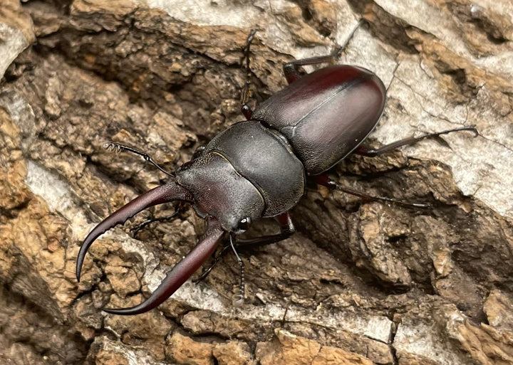 【WD】《グラキリスノコギリヒラタクワガタ 34.5mm ペア》