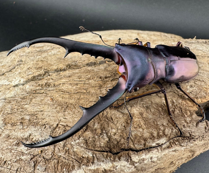 【美麗】《メタリフェルホソアカ亜種finae 73mm ペア》わたくわ氏ブリード個体