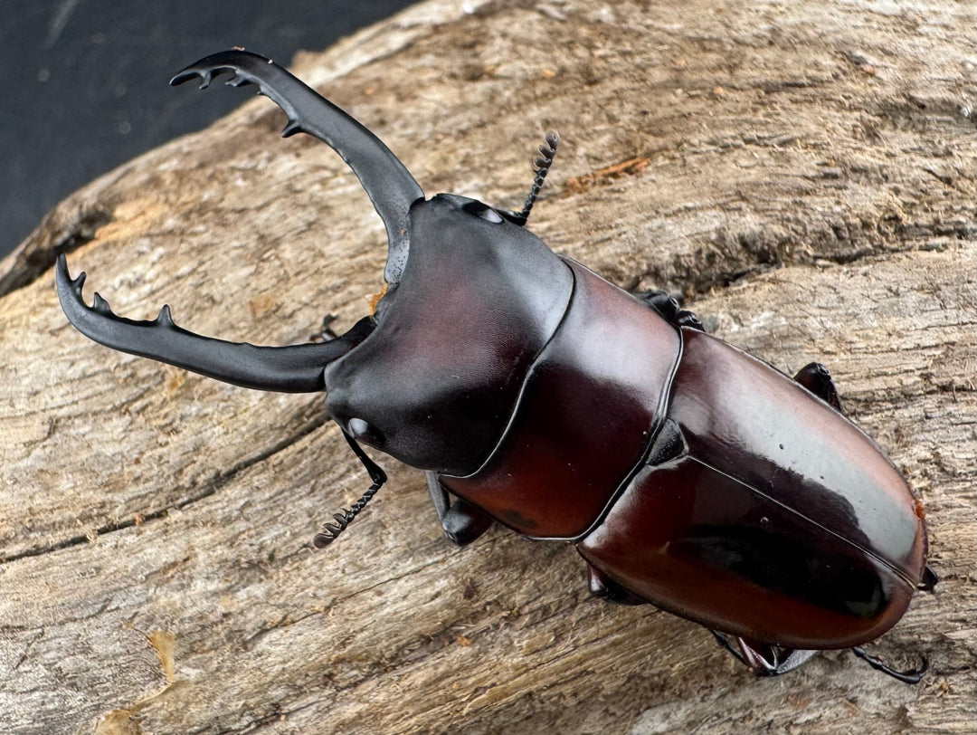 【WD】《ドルサリスノコギリ原名亜種 ボアク島産 52mm ペア》