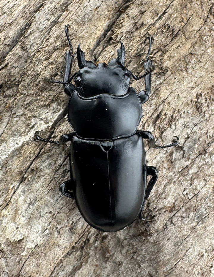 【WD】《ウエストウッディ亜種カズミアエ 雲南省産 69mm ペア》