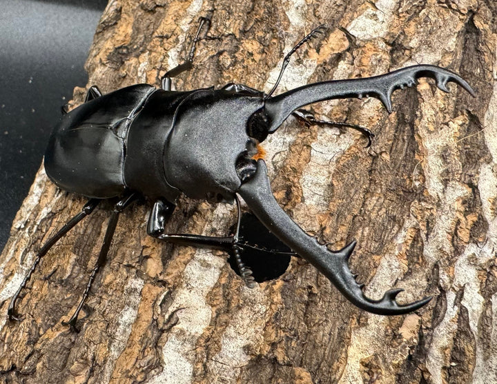 【WD】《ギラファノコギリ亜種ボロブドゥール 83.5mm ペア》