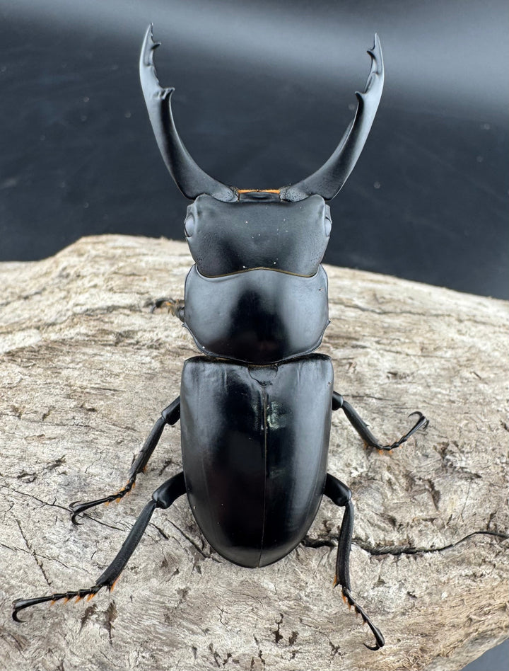 【WD】《ブラナウンコクワ 福貢県産 56mm ペア》