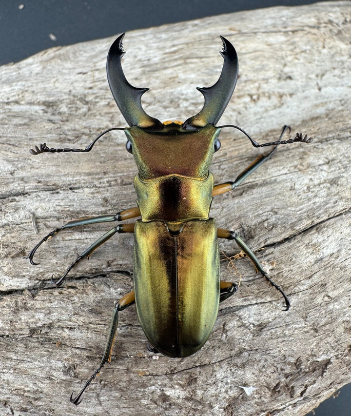 《エラフスホソアカ 48.5mm ペア》