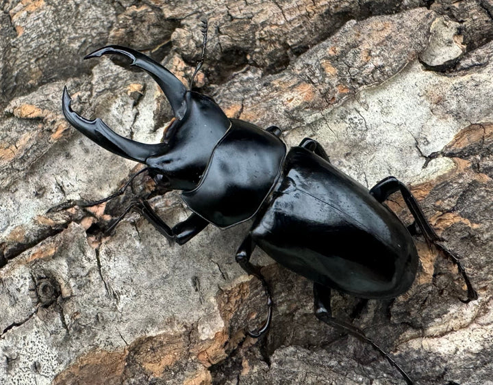 【WD】《ネパレンシス ssp. チベット産 46mm ペア》