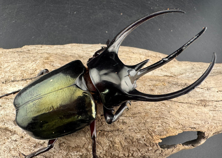 【WD】《ジャワコーカサスオオカブト 96.5mm ♂単》