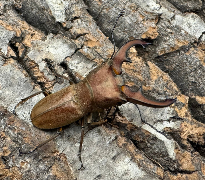 【WD】《スズムラホソアカ ロハス産 40.8mm ペア》