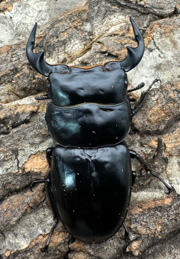 《インドアンタエウス タイガーヒル産64 mm ペア》