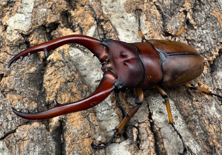 【WD】《アスタコイデスノコギリ ベンクール産 65mm ペア》