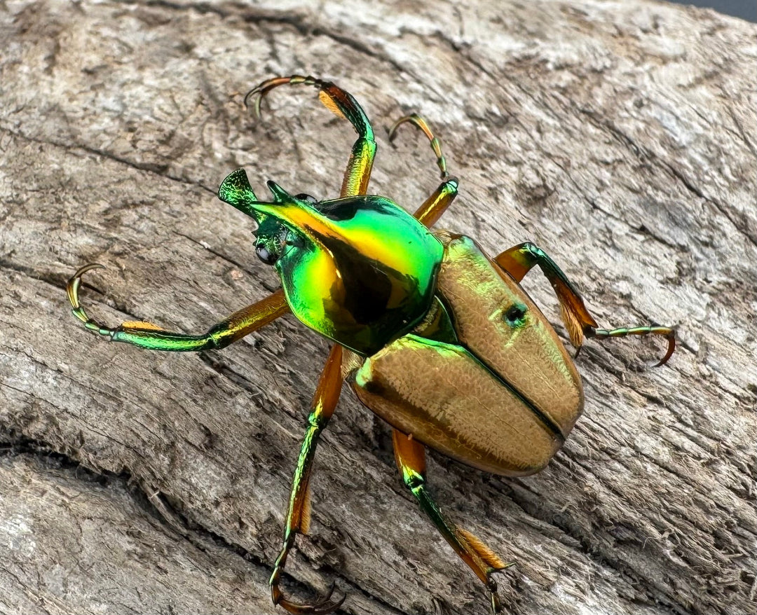 【WD】《モーニッケヒメカブトハナムグリ イフガオ産 Free ペア》②