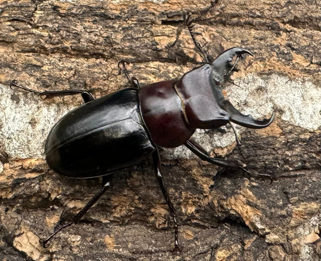 《ミクラミヤマ 御蔵島産 Free ペア》②