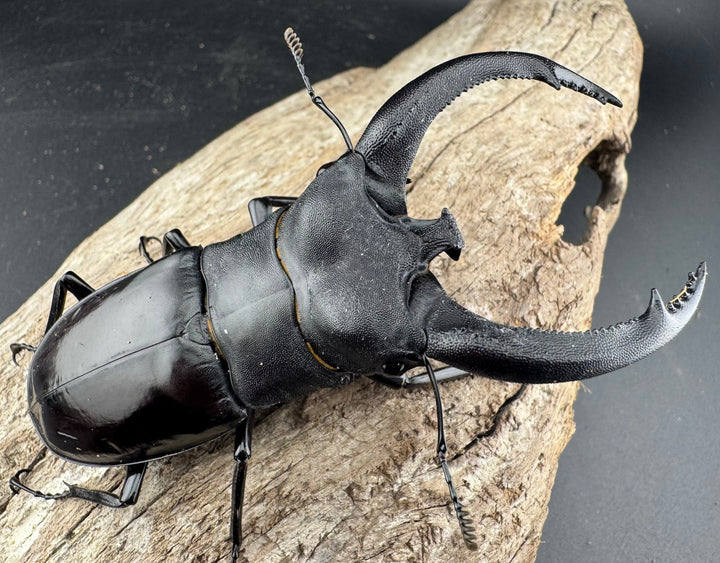 【WD】《リノケロスフタマタ 92.5mm ペア》